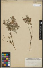 Foto von Salix repens subsp. repens L.